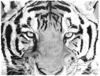 Le Tigre