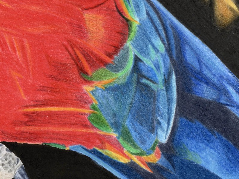 Ara – Image 2