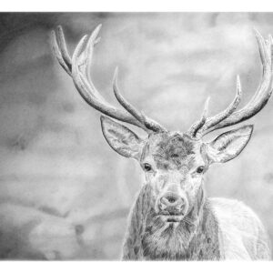 Cerf