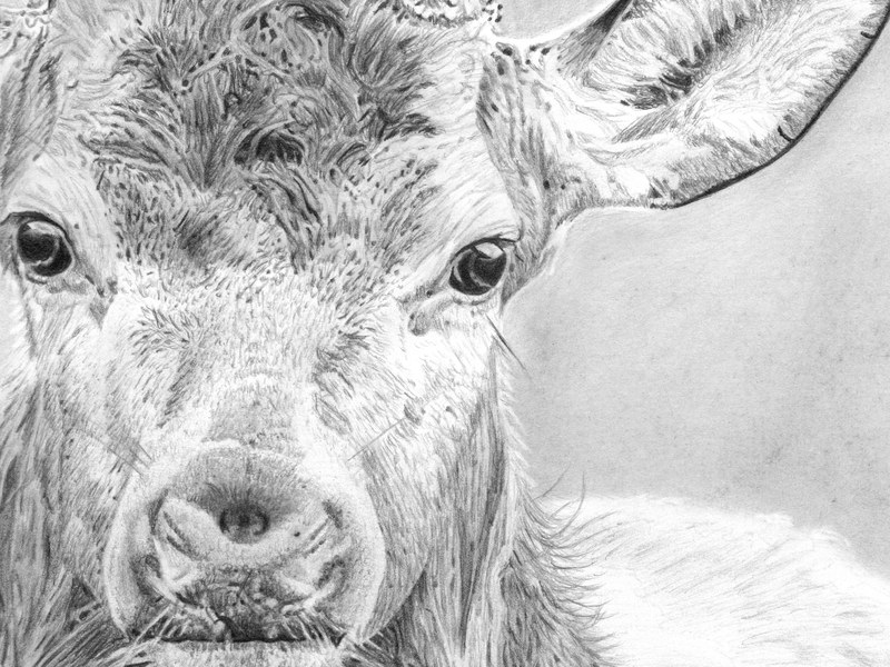 Cerf – Image 2
