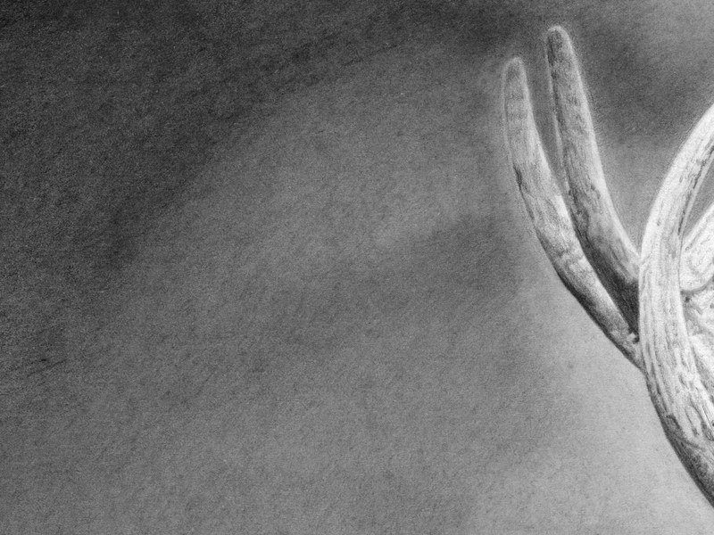 Cerf – Image 3
