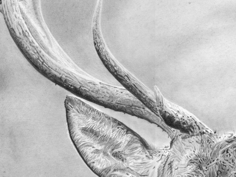 Cerf – Image 4