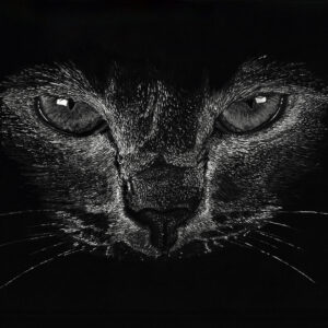 Chat