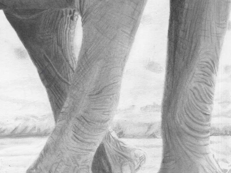 Éléphanteau – Image 3