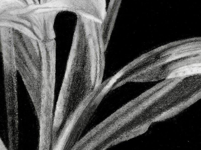 Fleur de Lys – Image 2