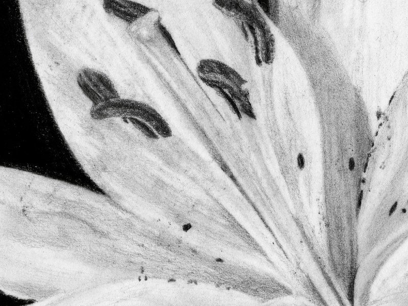 Fleur de Lys – Image 3
