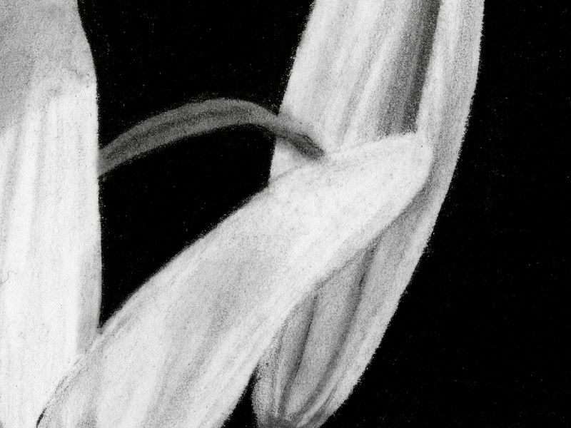 Fleur de Lys – Image 4