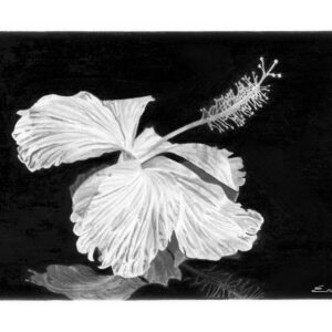 Hibiscus