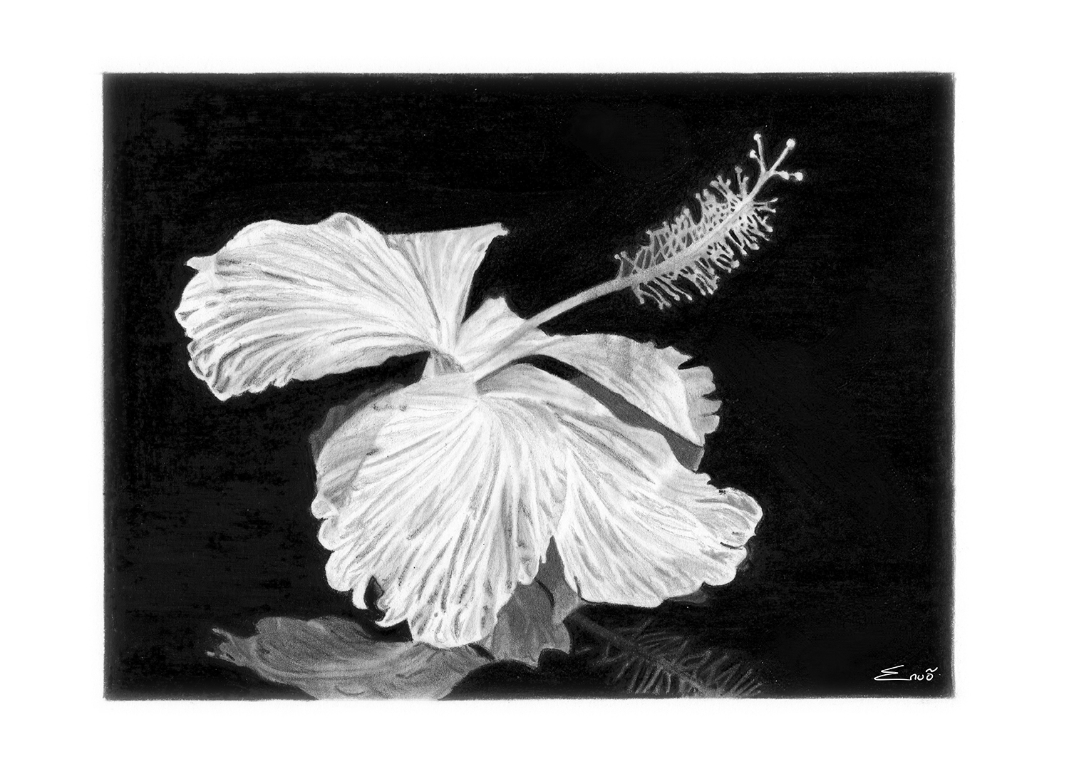 Hibiscus