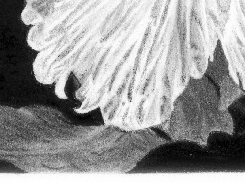 Hibiscus – Image 2