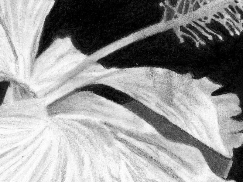 Hibiscus – Image 3