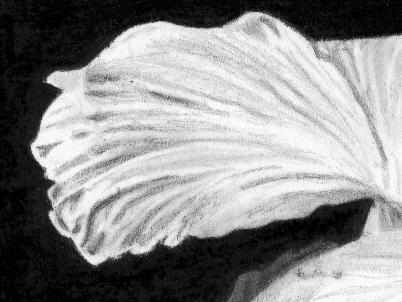Hibiscus – Image 4