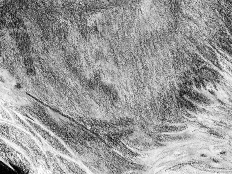 Lion – Image 2