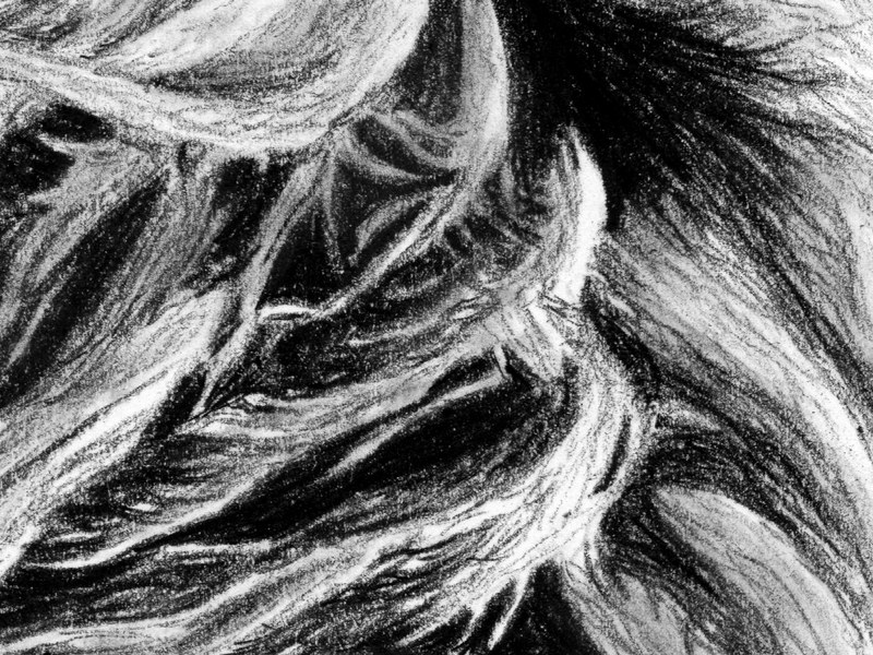 Lion – Image 3