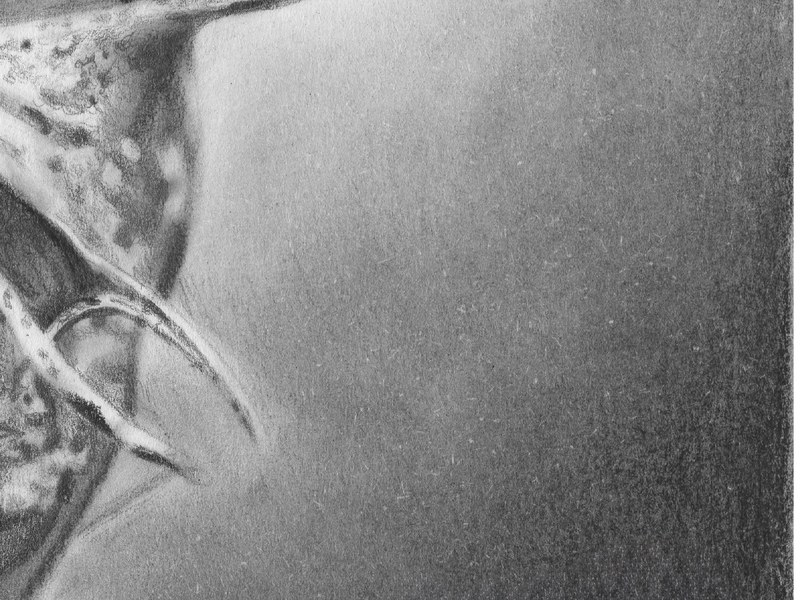 Nigelle – Image 3