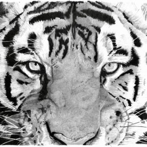 Le Tigre
