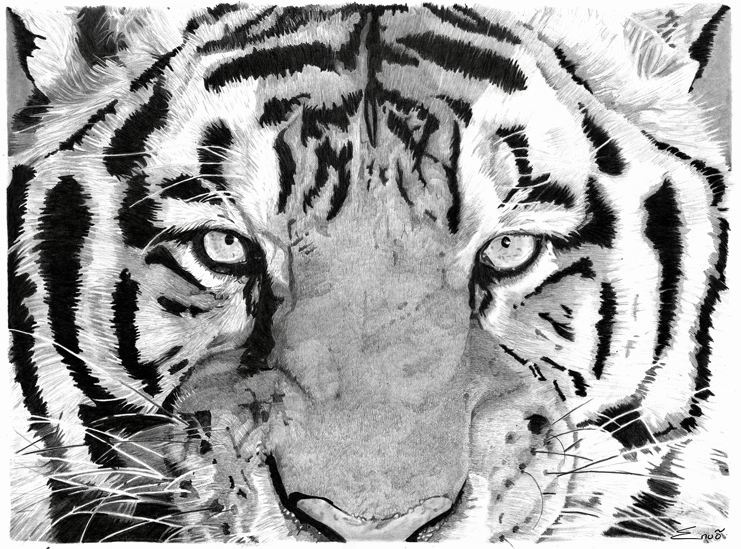 Le Tigre