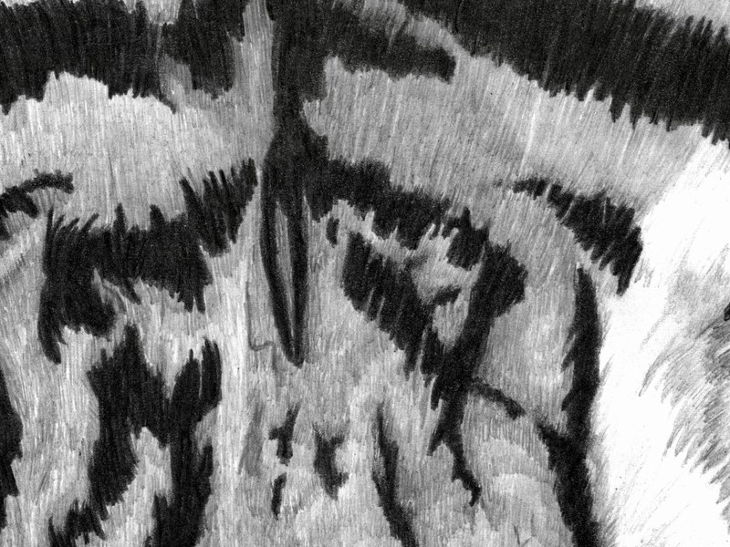Le Tigre – Image 4